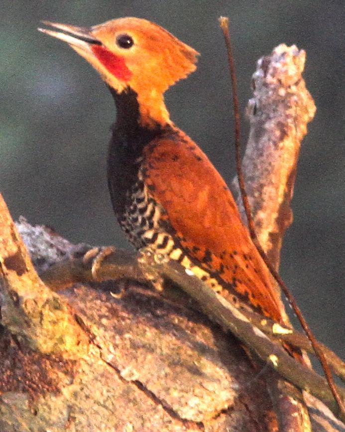 Ringed Woodpecker Photo by Marcelo Padua