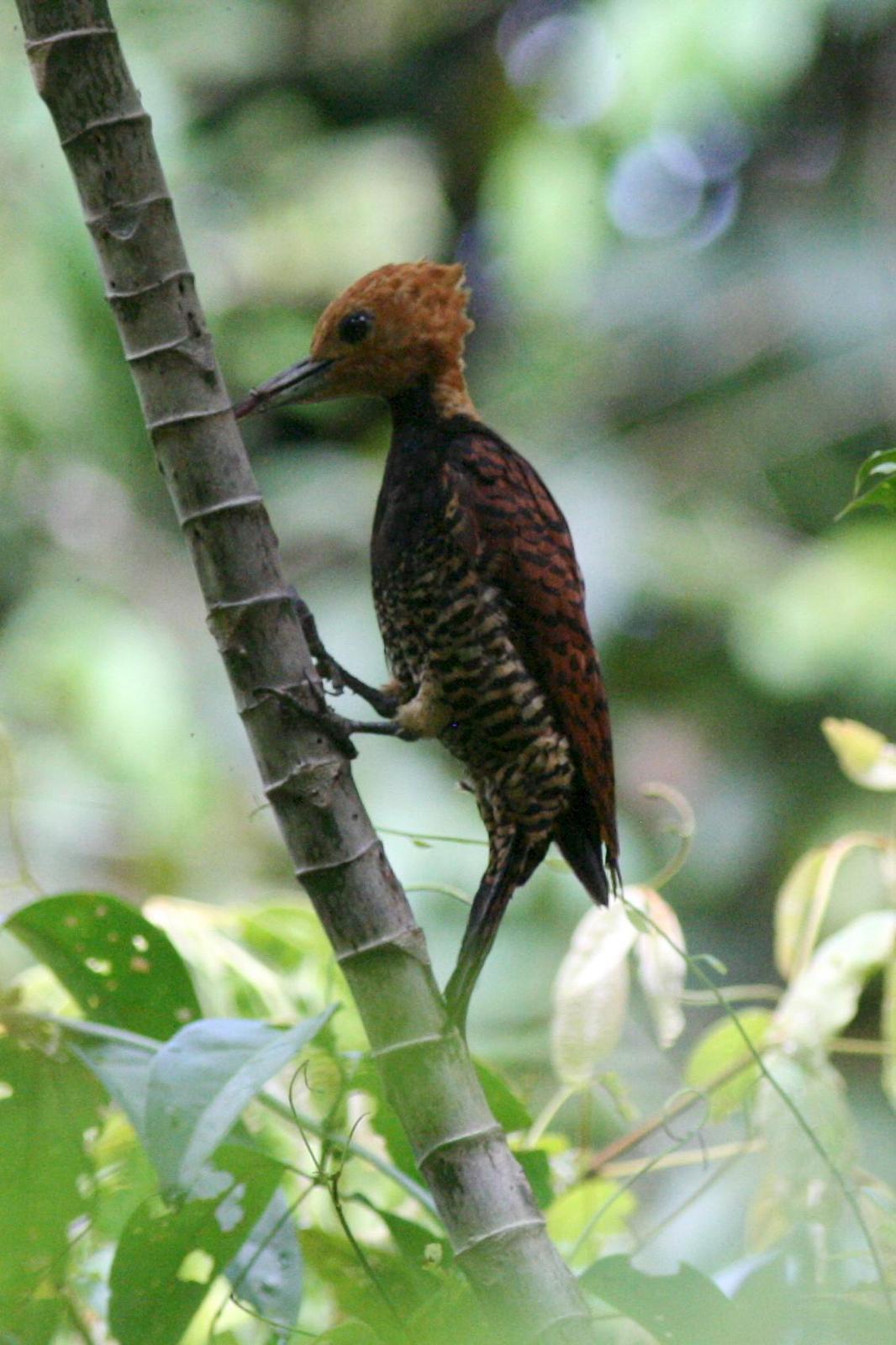 Ringed Woodpecker Photo by Nicole Desnoyers