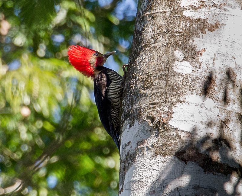 Helmeted Woodpecker Photo by Evaldo Cesari de Oliveira Jr