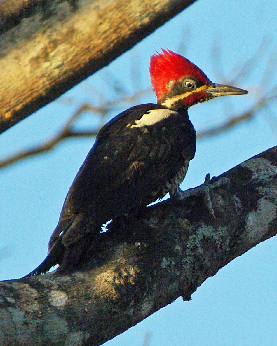 Lineated Woodpecker Photo by Robert Polkinghorn