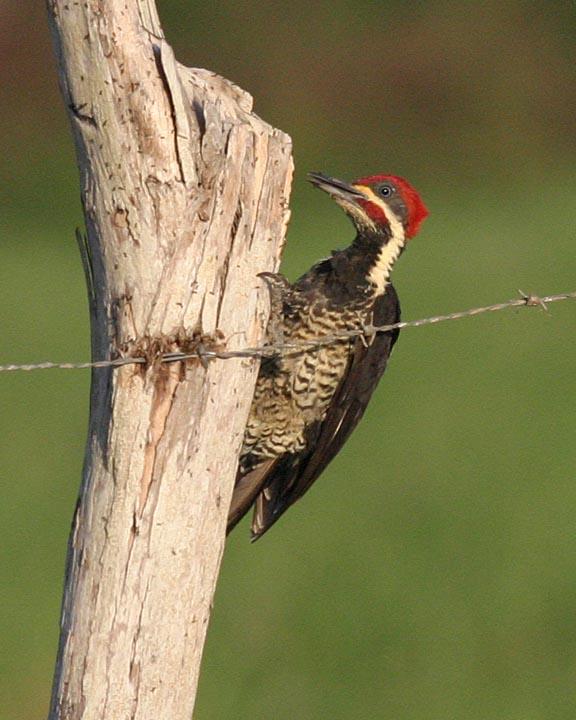 Lineated Woodpecker Photo by Peter Boesman