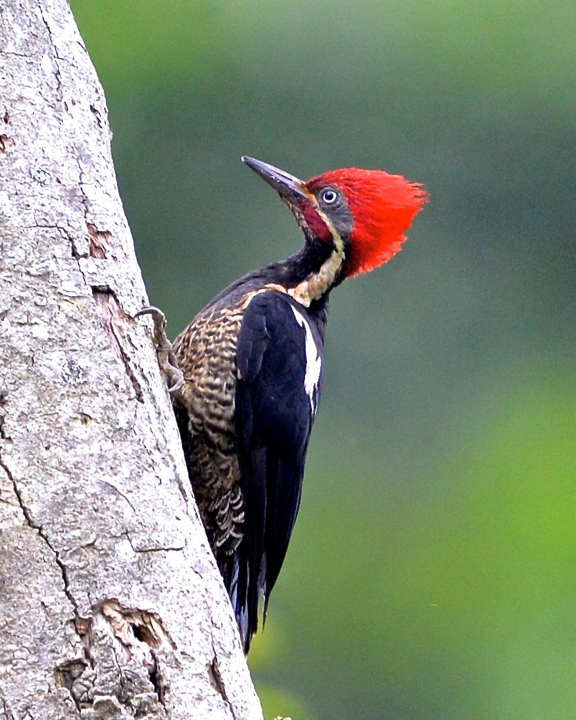 Lineated Woodpecker Photo by Gerald Friesen