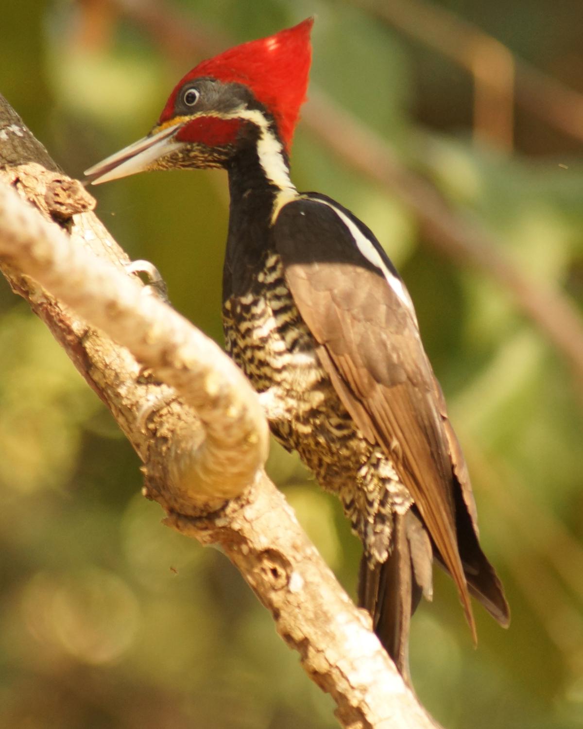 Lineated Woodpecker Photo by Robin Oxley