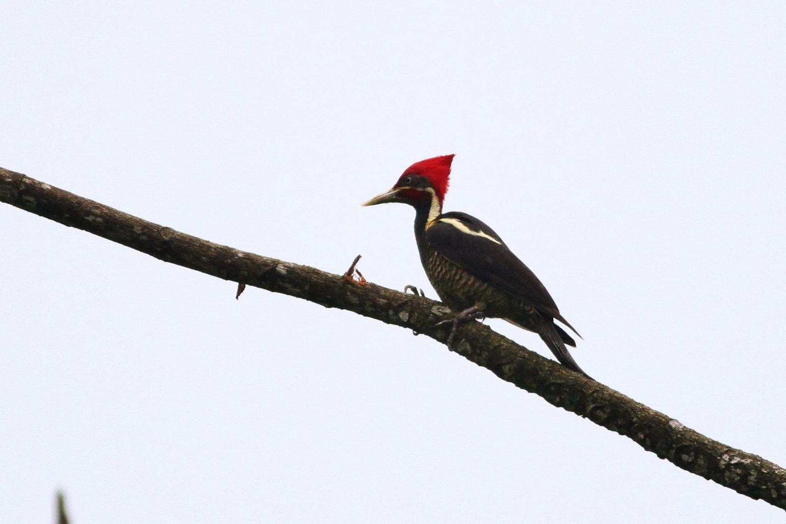 Lineated Woodpecker Photo by Alex Lamoreaux