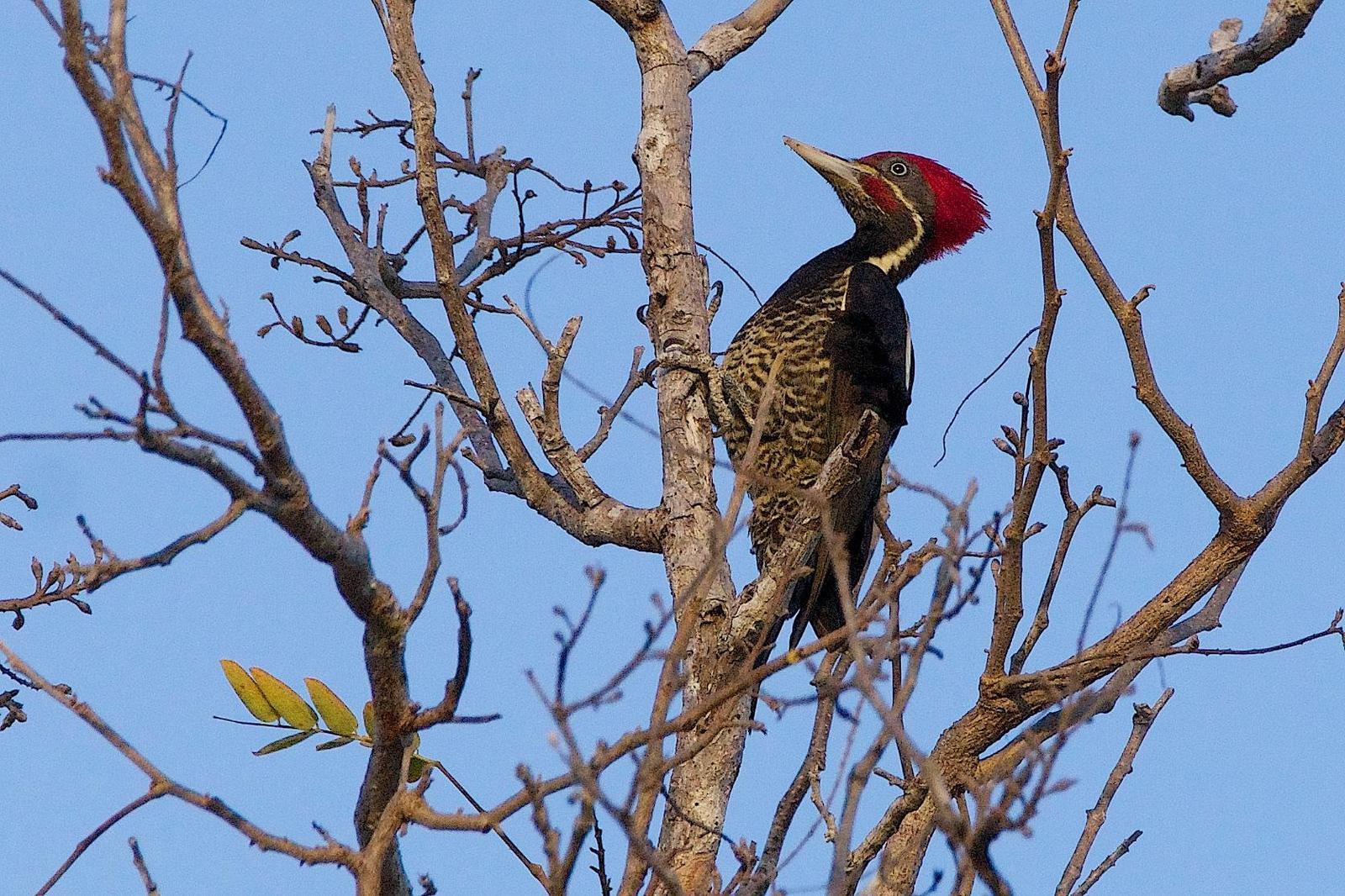 Lineated Woodpecker Photo by Gerald Hoekstra