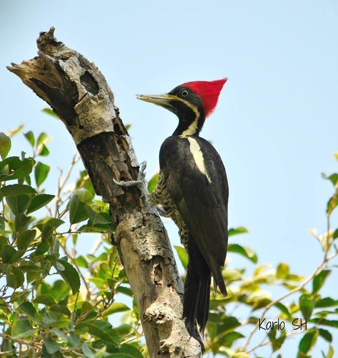 Lineated Woodpecker Photo by Karlo Antonio Soto Huerta