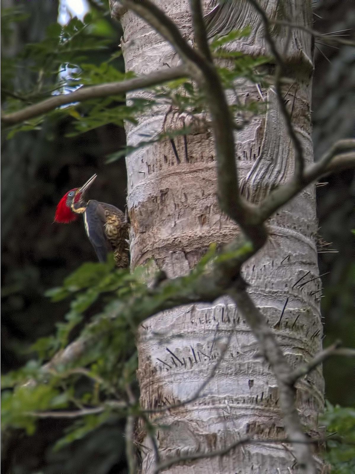 Lineated Woodpecker Photo by Dan Tallman