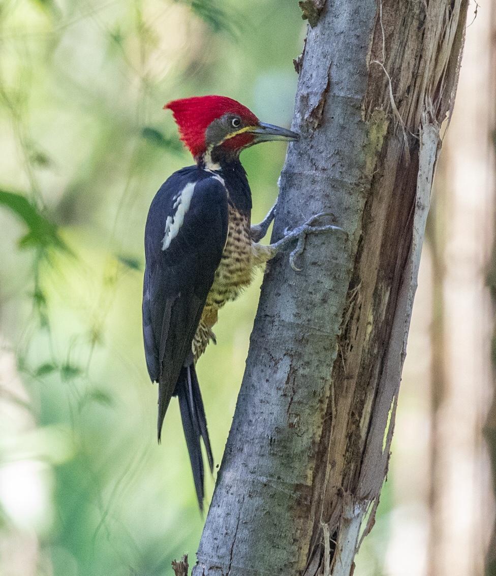 Lineated Woodpecker Photo by Kate Persons
