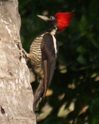 Lineated Woodpecker Photo by Robin Oxley