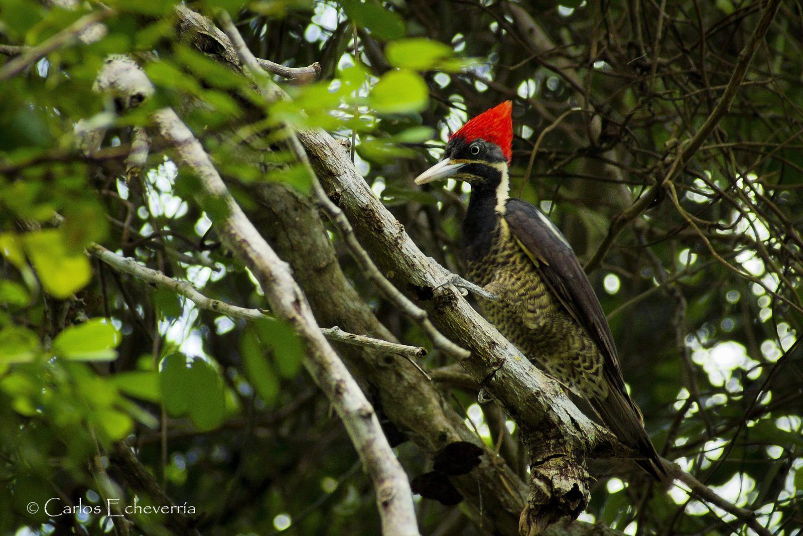 Lineated Woodpecker Photo by Carlos Echeverría