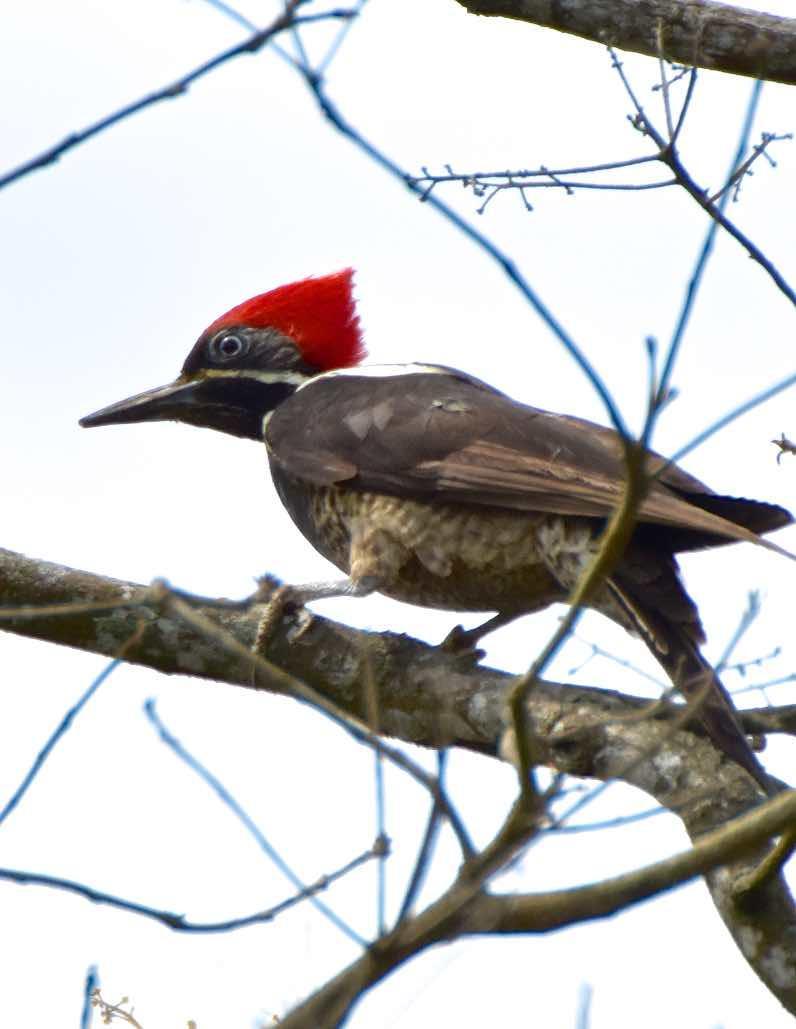 Lineated Woodpecker Photo by Andrew Pittman
