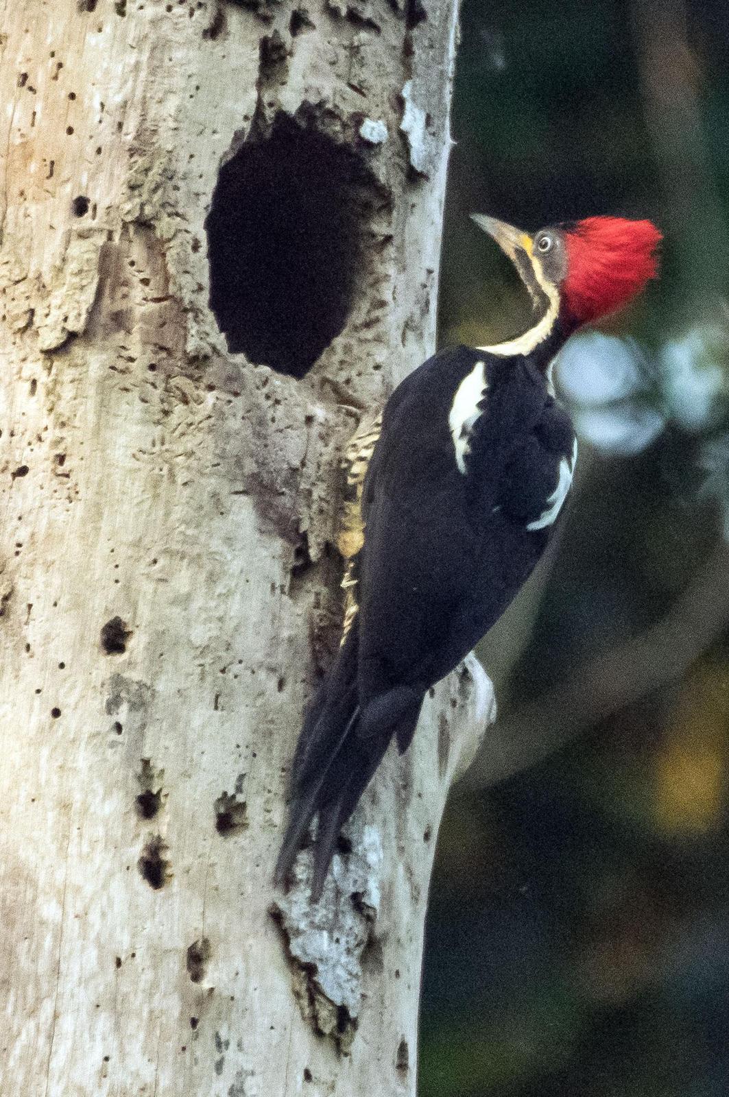 Lineated Woodpecker Photo by Phil Kahler