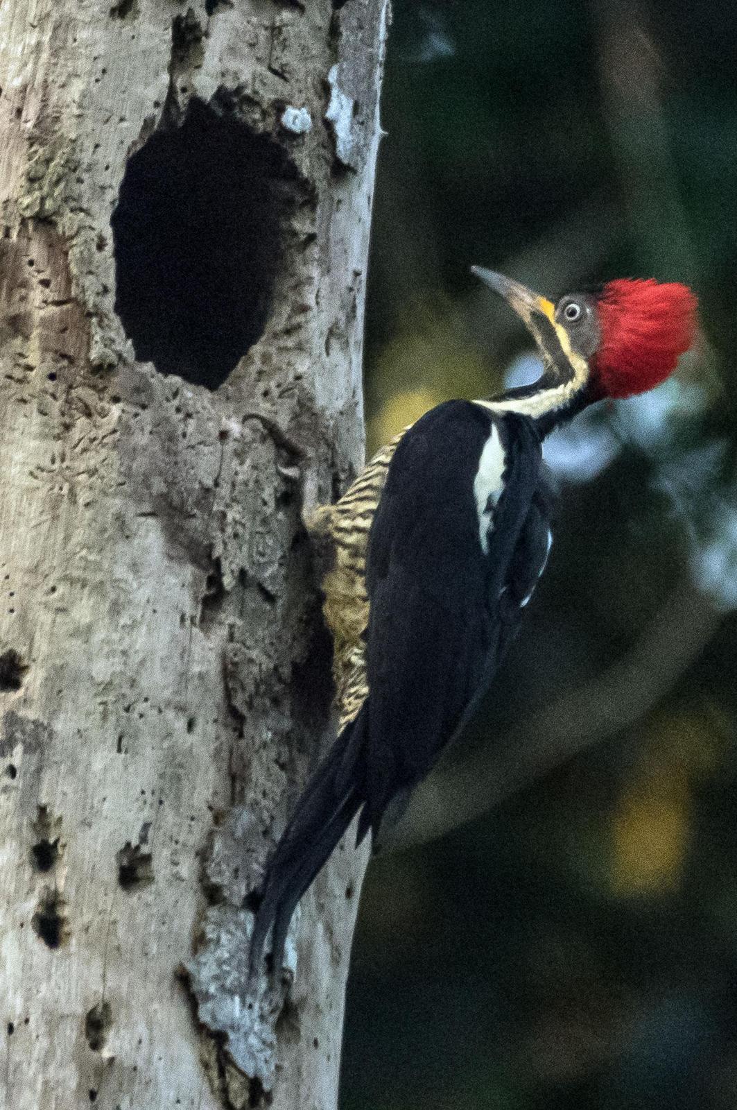 Lineated Woodpecker Photo by Phil Kahler