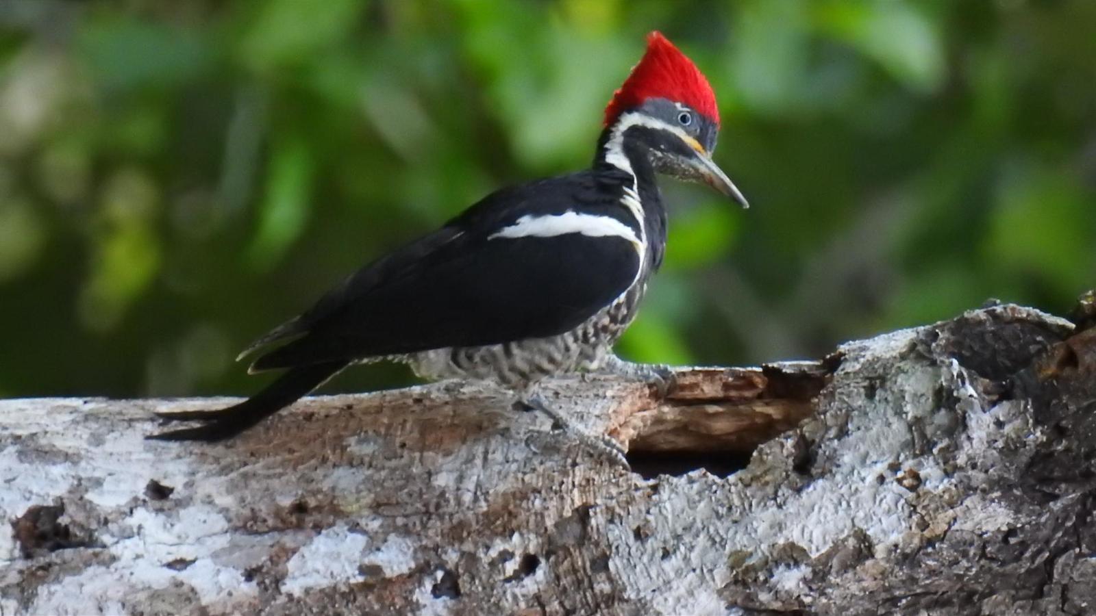 Lineated Woodpecker Photo by Julio Delgado