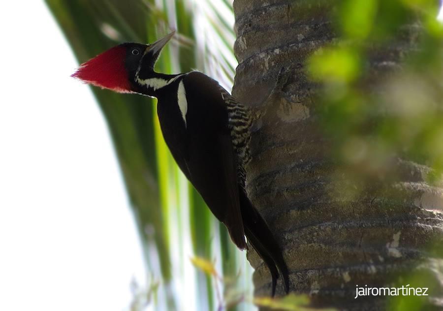 Lineated Woodpecker Photo by Jairo Martínez