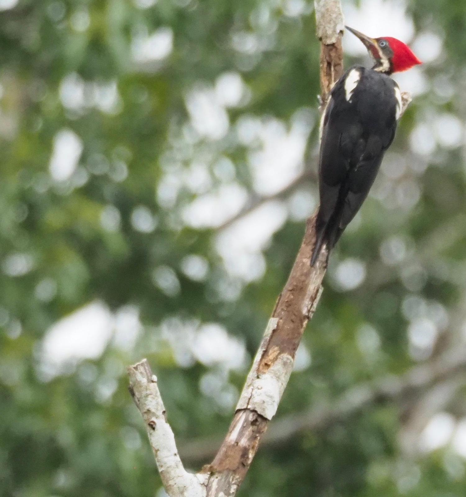 Lineated Woodpecker Photo by Susan Leverton