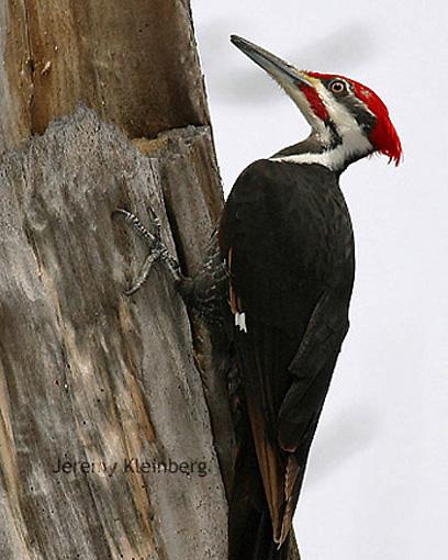 Pileated Woodpecker Photo by Jeremy Kleinberg