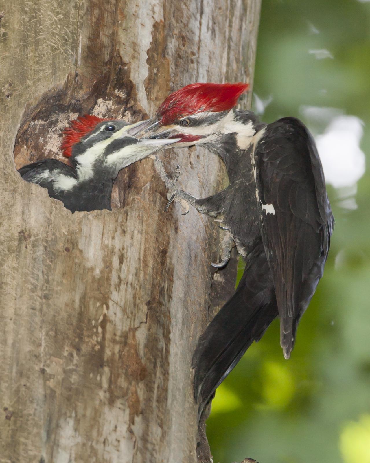 Pileated Woodpecker Photo by Jeff Moore