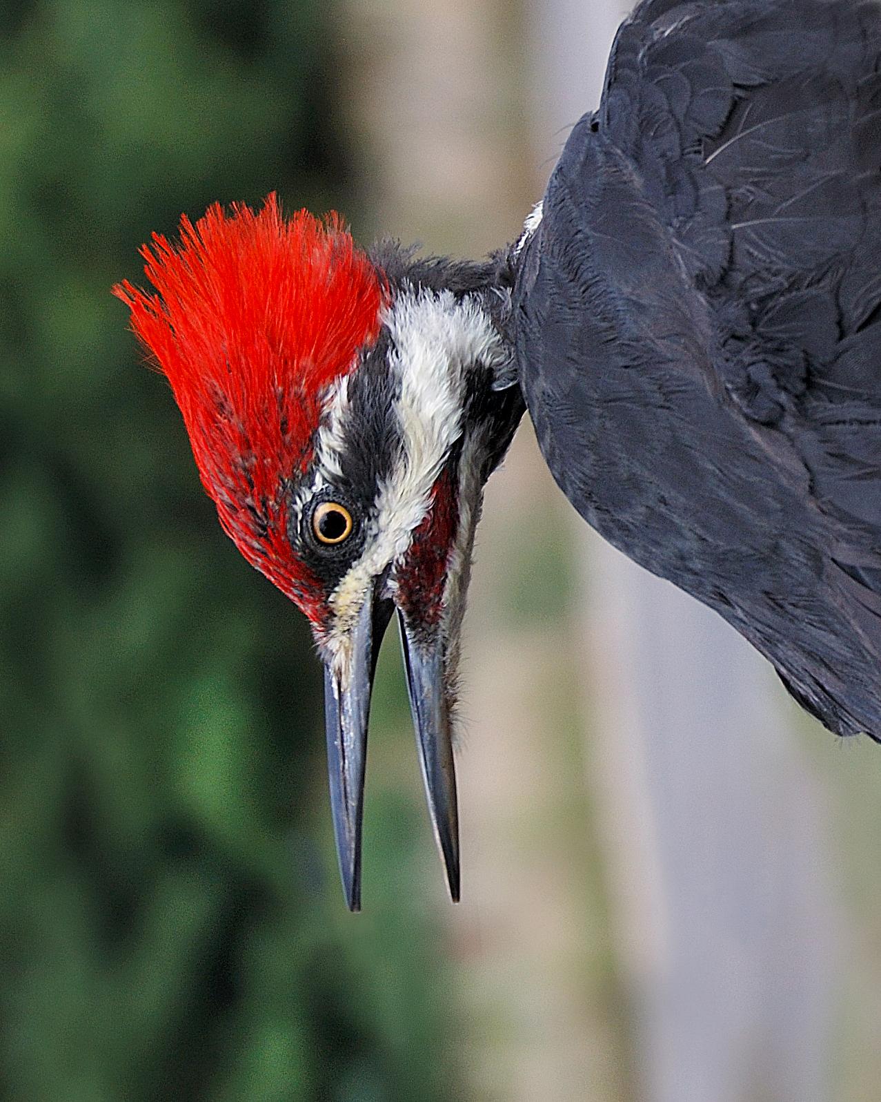 Pileated Woodpecker Photo by Mark Blassage