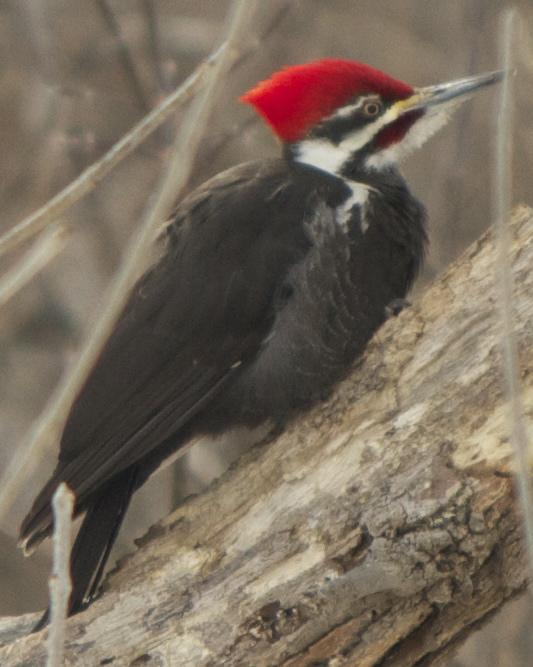 Pileated Woodpecker Photo by Mark Baldwin