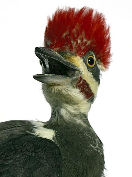 Pileated Woodpecker Photo by Dan Tallman