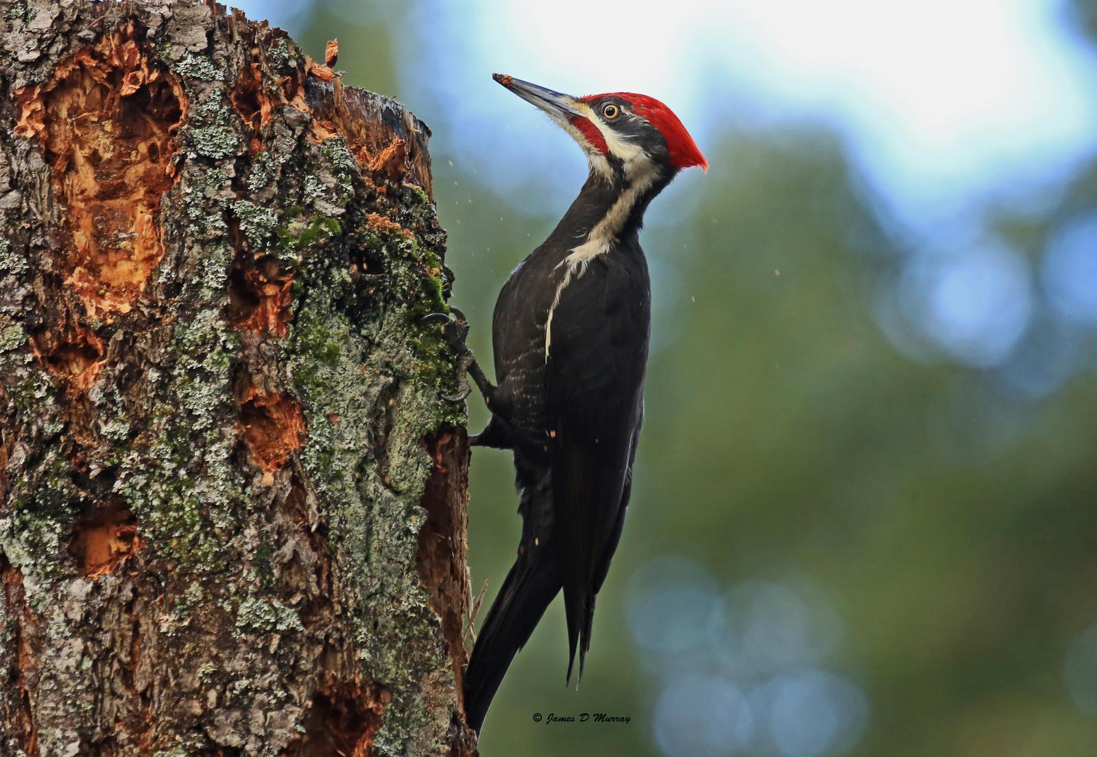 Pileated Woodpecker Photo by Jim  Murray