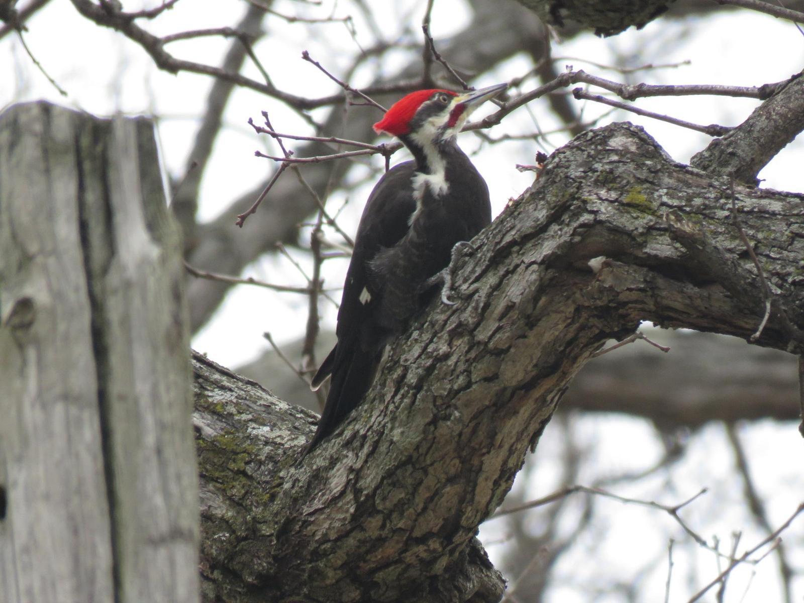 Pileated Woodpecker Photo by Nolan Keyes