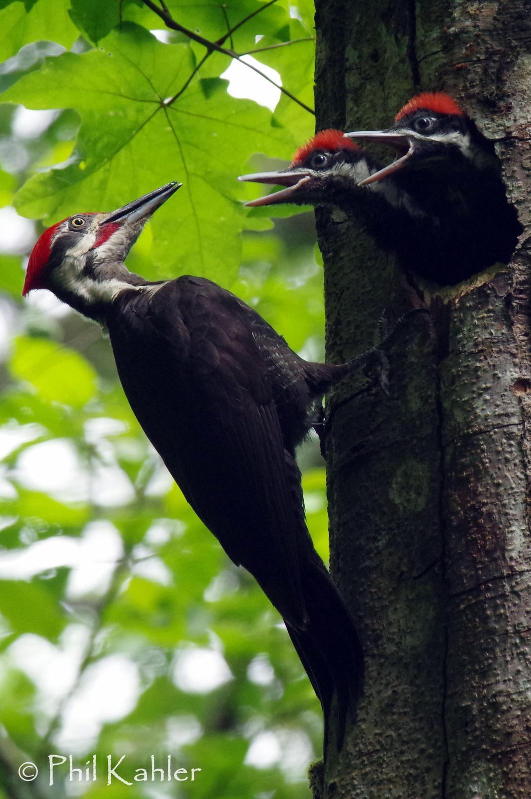 Pileated Woodpecker Photo by Phil Kahler