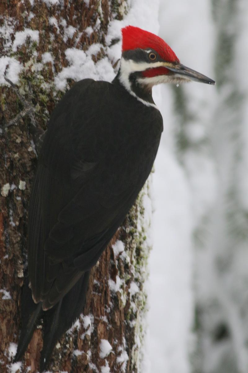 Pileated Woodpecker Photo by Skip Russell