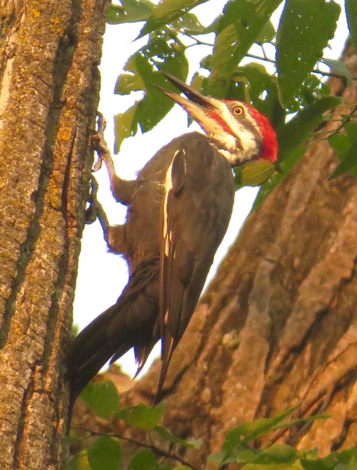 Pileated Woodpecker Photo by Don Glasco