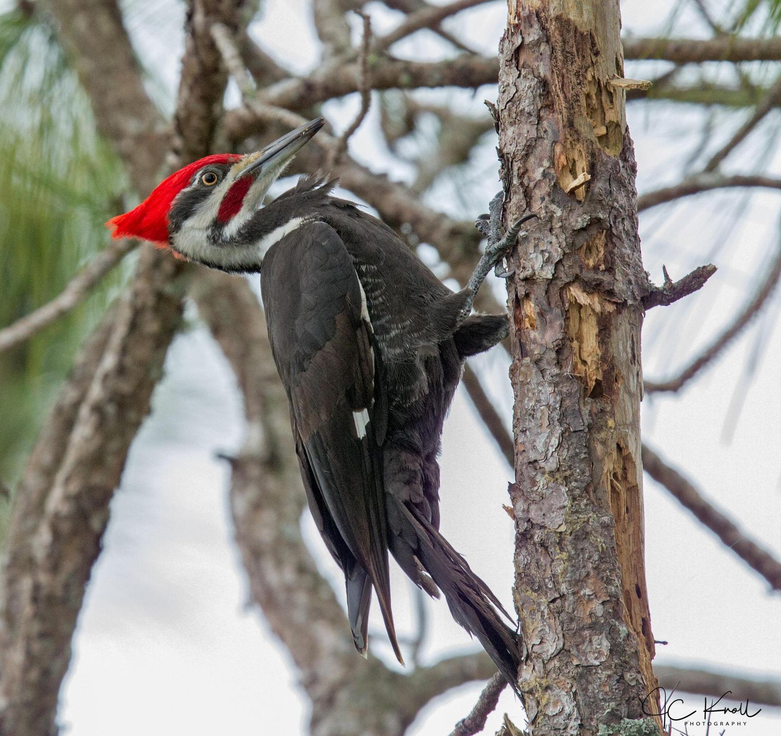 Pileated Woodpecker Photo by JC Knoll