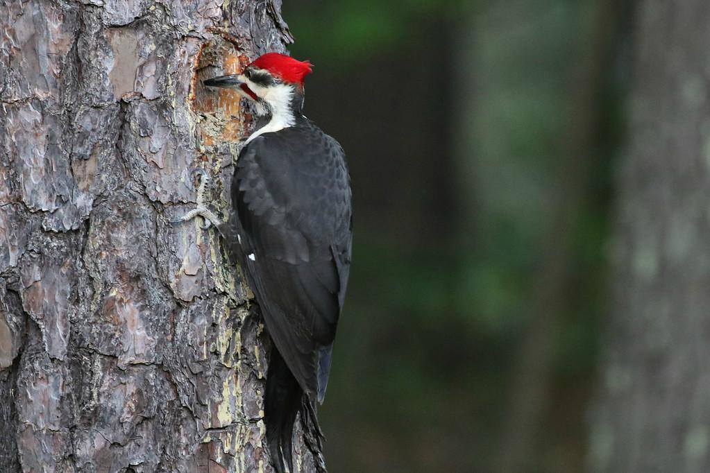Pileated Woodpecker Photo by Ruth Morrissette