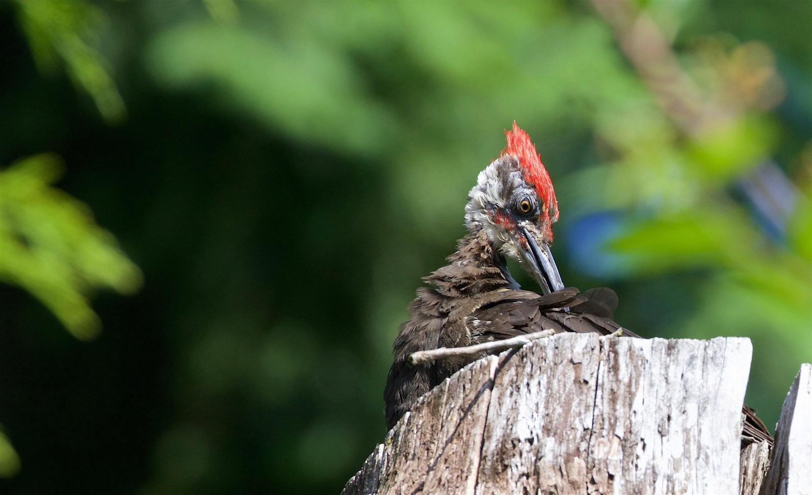 Pileated Woodpecker Photo by Kathryn Keith