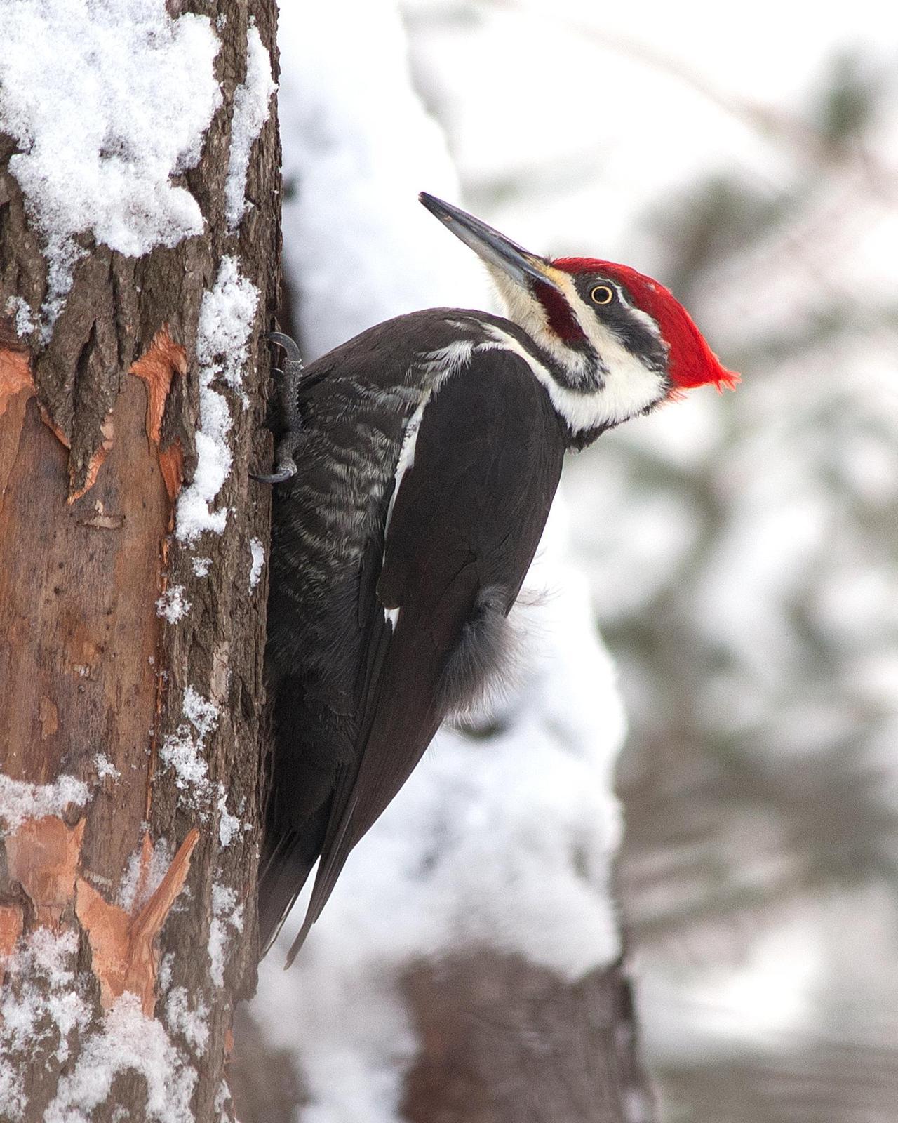 Pileated Woodpecker Photo by Mark Blassage