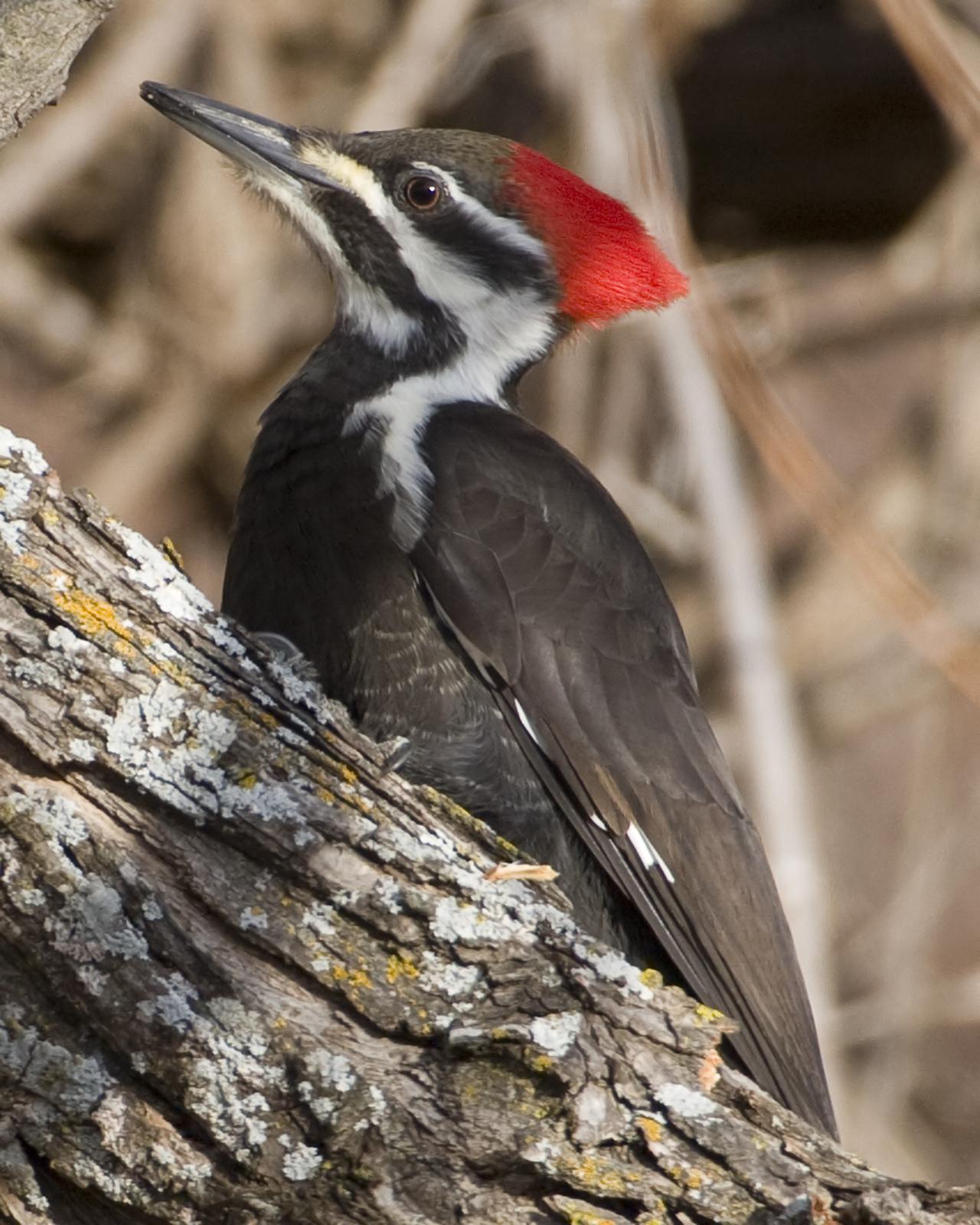 Pileated Woodpecker Photo by Bill Adams