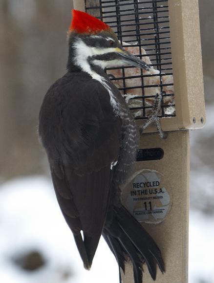 Pileated Woodpecker Photo by Dan Tallman