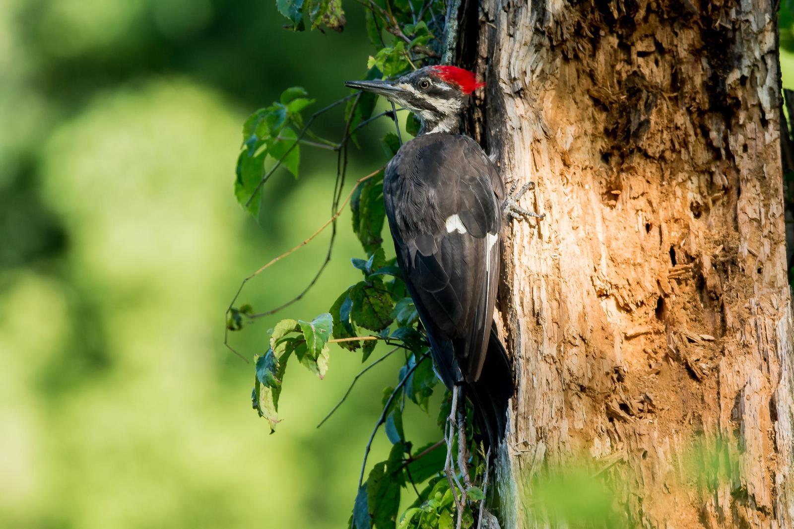 Pileated Woodpecker Photo by Gerald Hoekstra