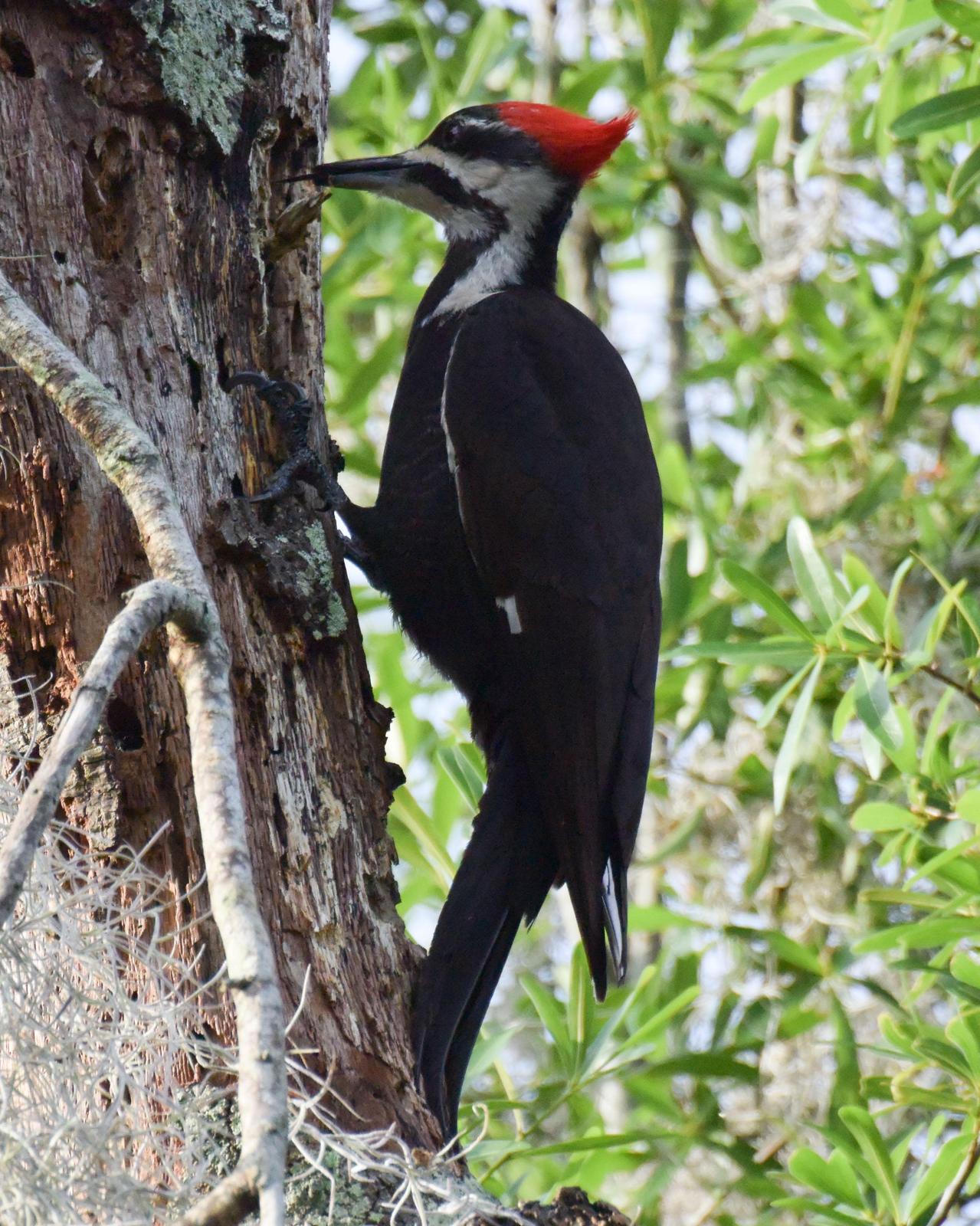 Pileated Woodpecker Photo by Emily Percival