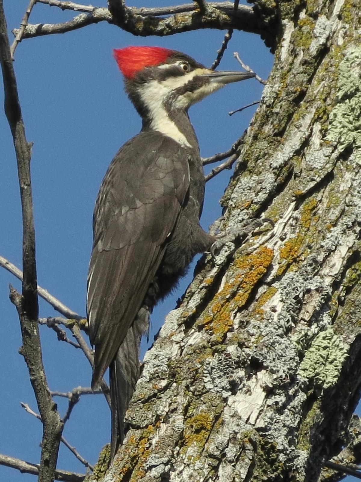 Pileated Woodpecker Photo by Bob Neugebauer