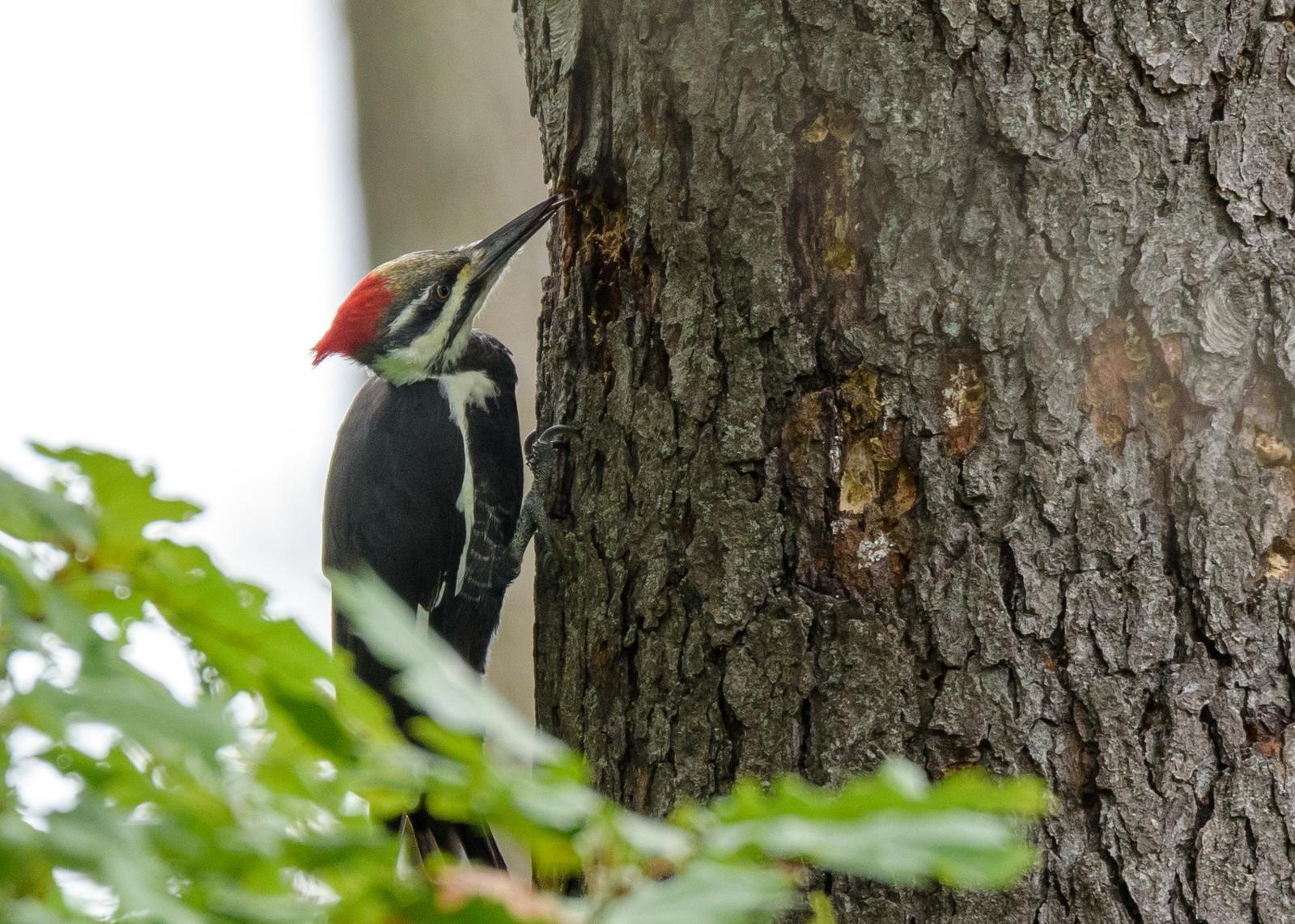 Pileated Woodpecker Photo by Keshava Mysore