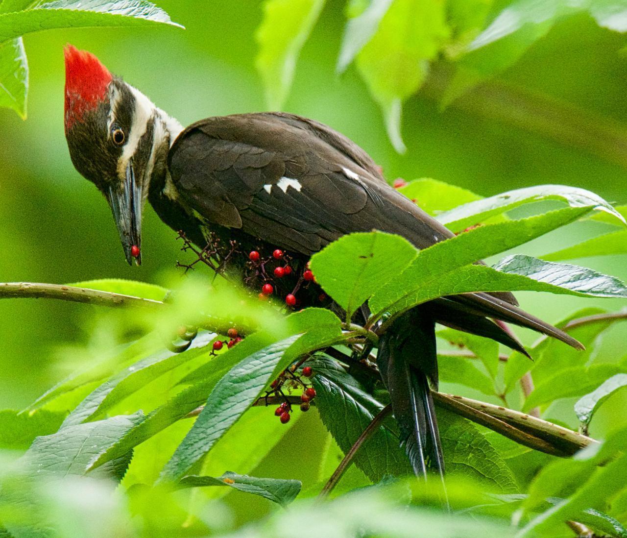 Pileated Woodpecker Photo by Brian Avent