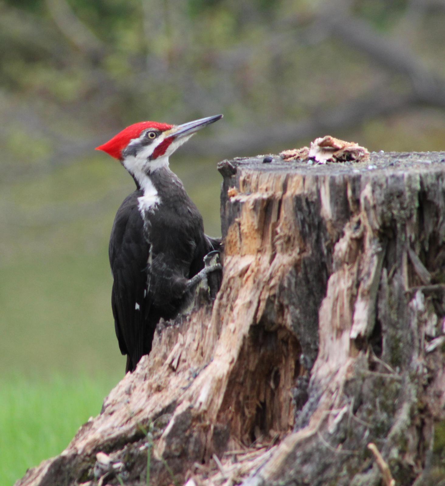 Pileated Woodpecker Photo by Bob Heitzman