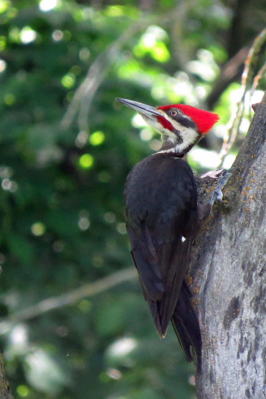 Pileated Woodpecker Photo by Kelly Preheim