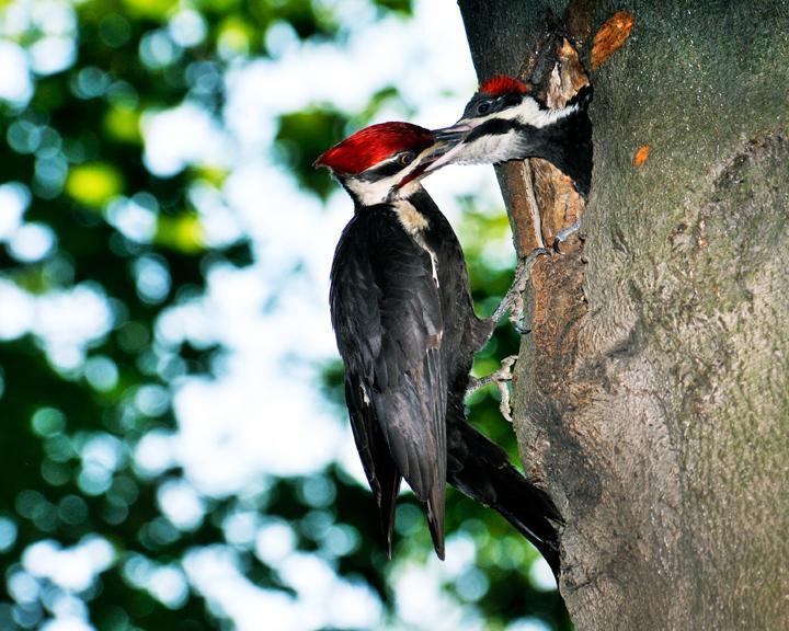 Pileated Woodpecker Photo by Jean-Pierre LaBrèche