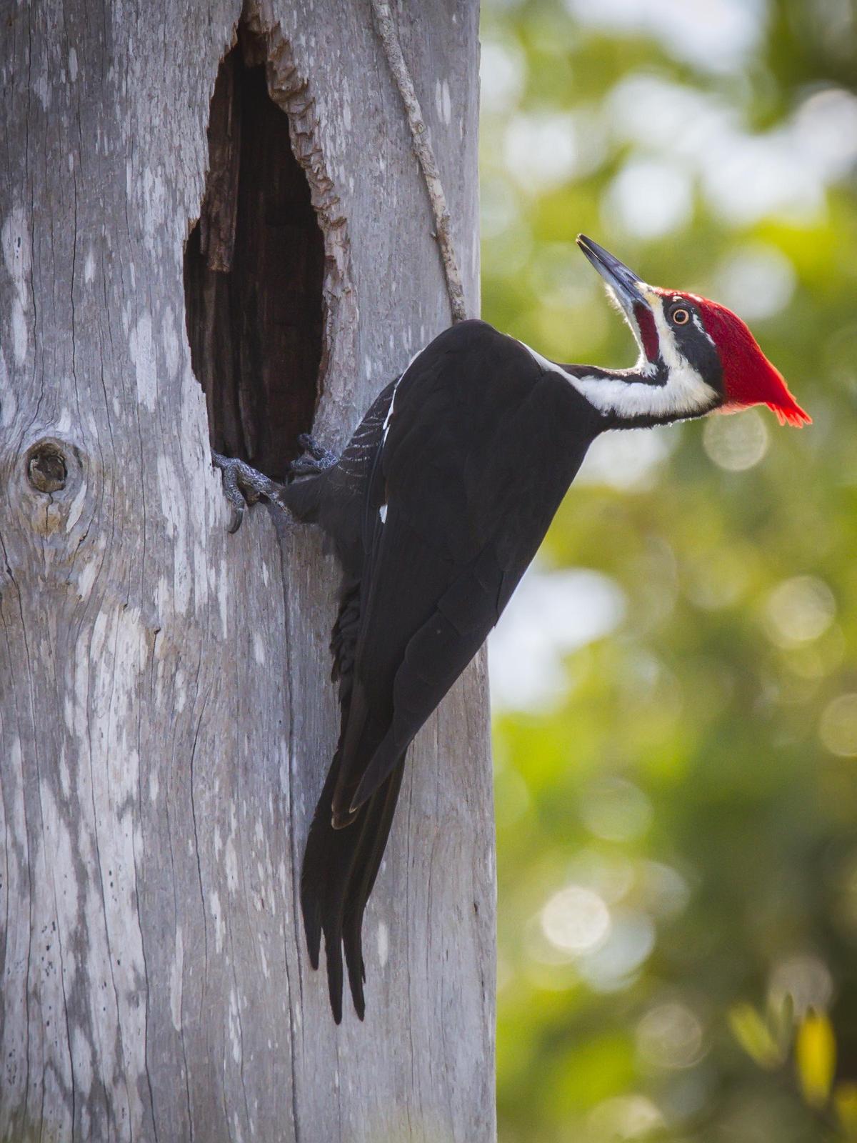 Pileated Woodpecker Photo by Ryan Jones