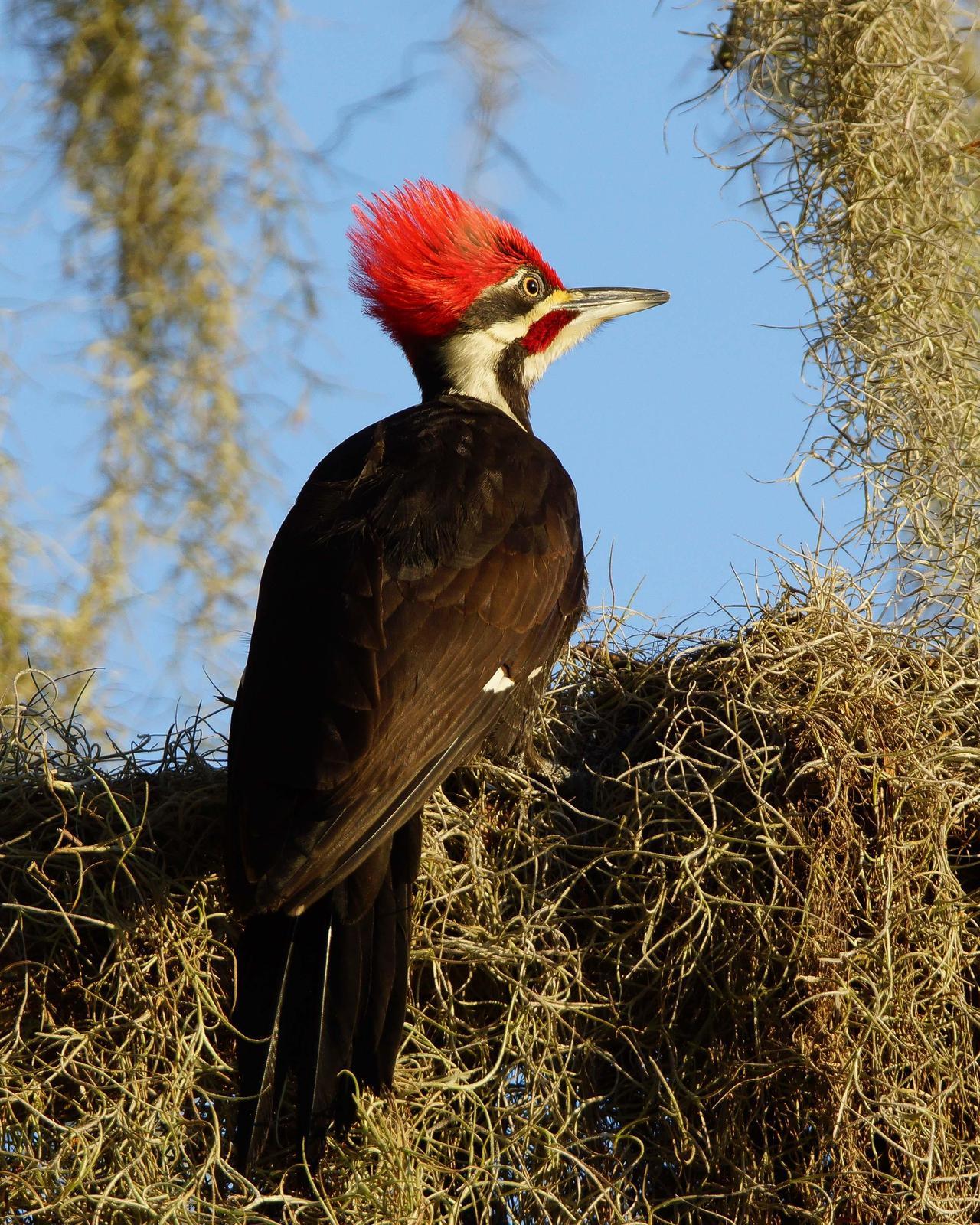 Pileated Woodpecker Photo by Steve Percival