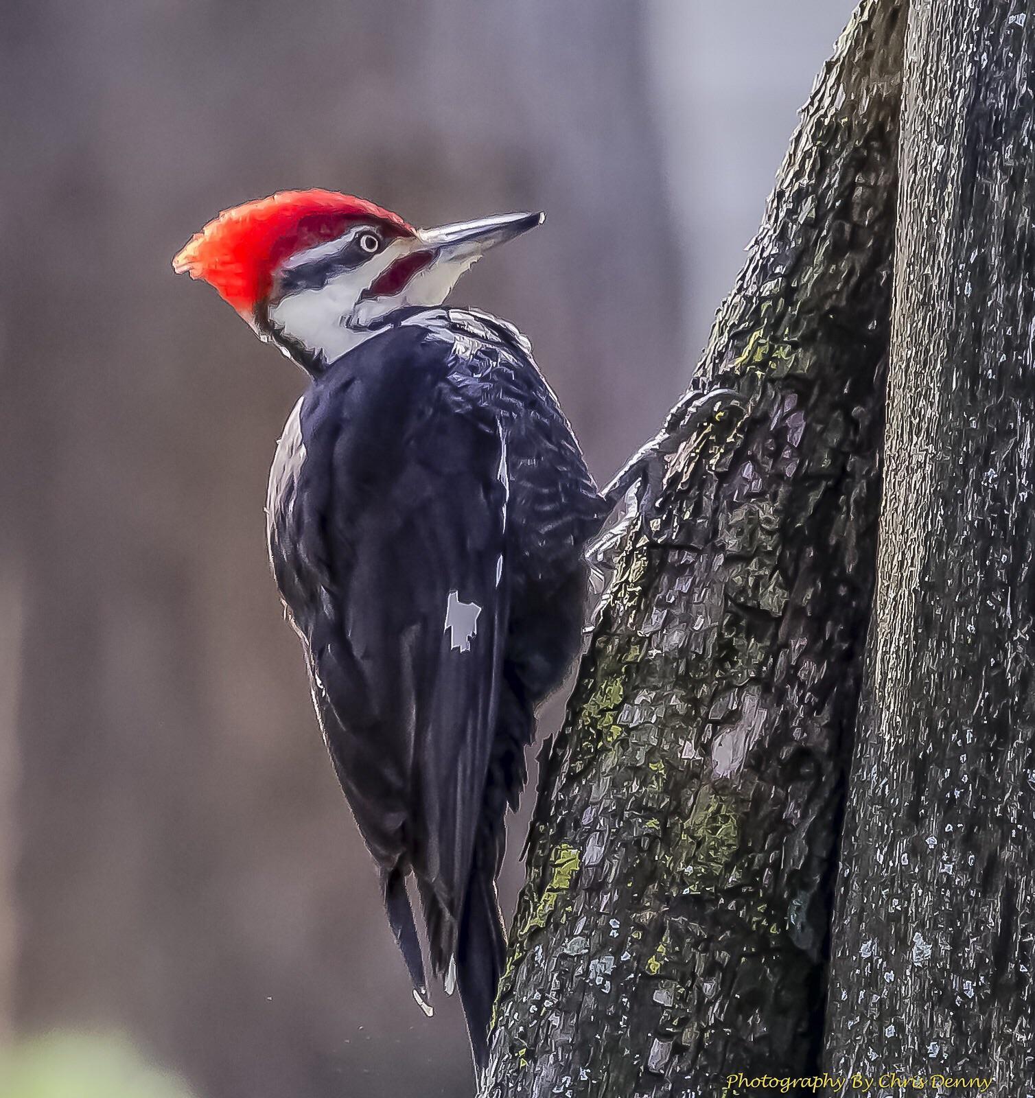 Pileated Woodpecker Photo by Chris Denny