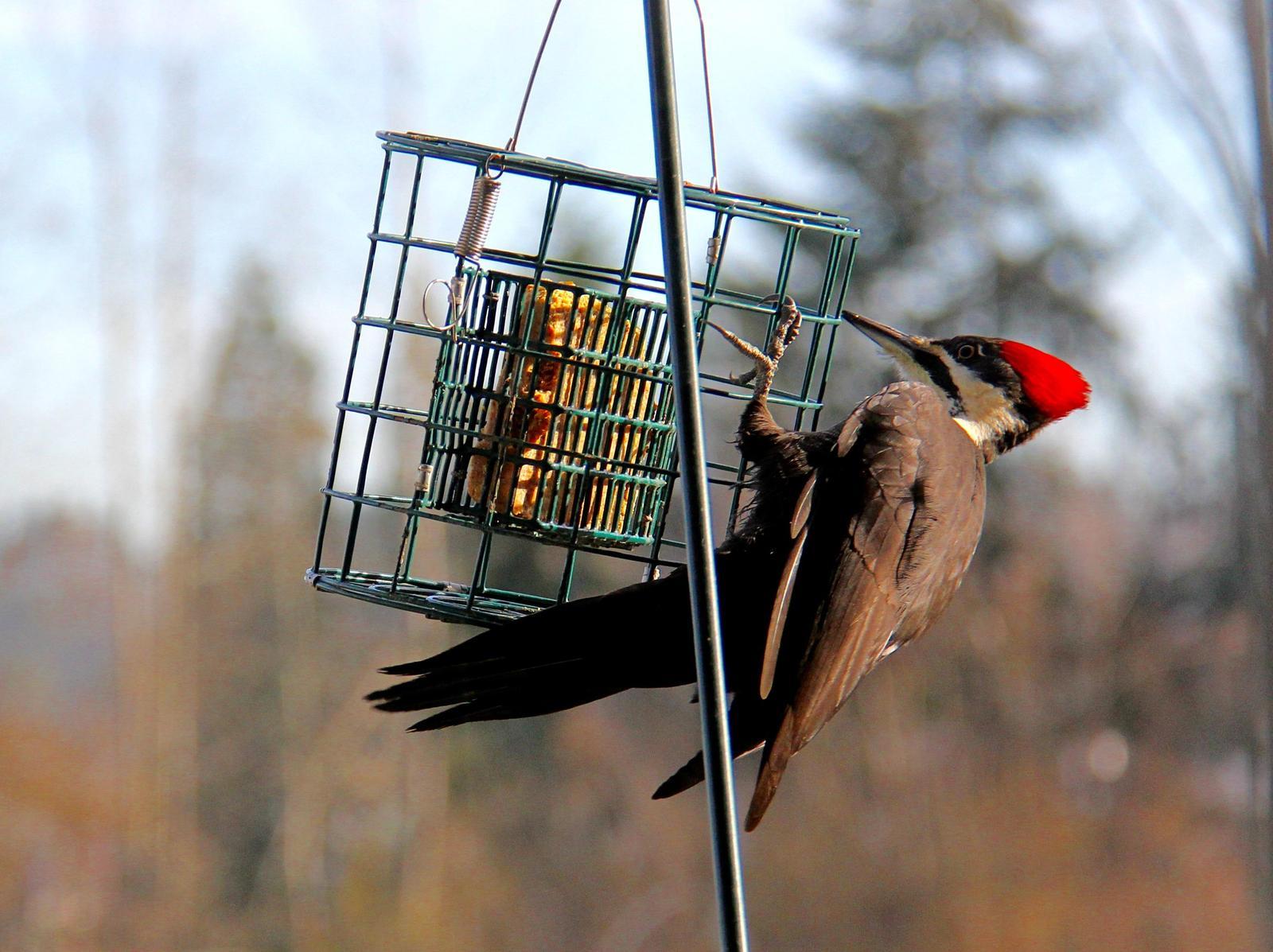 Pileated Woodpecker Photo by Kathryn Keith