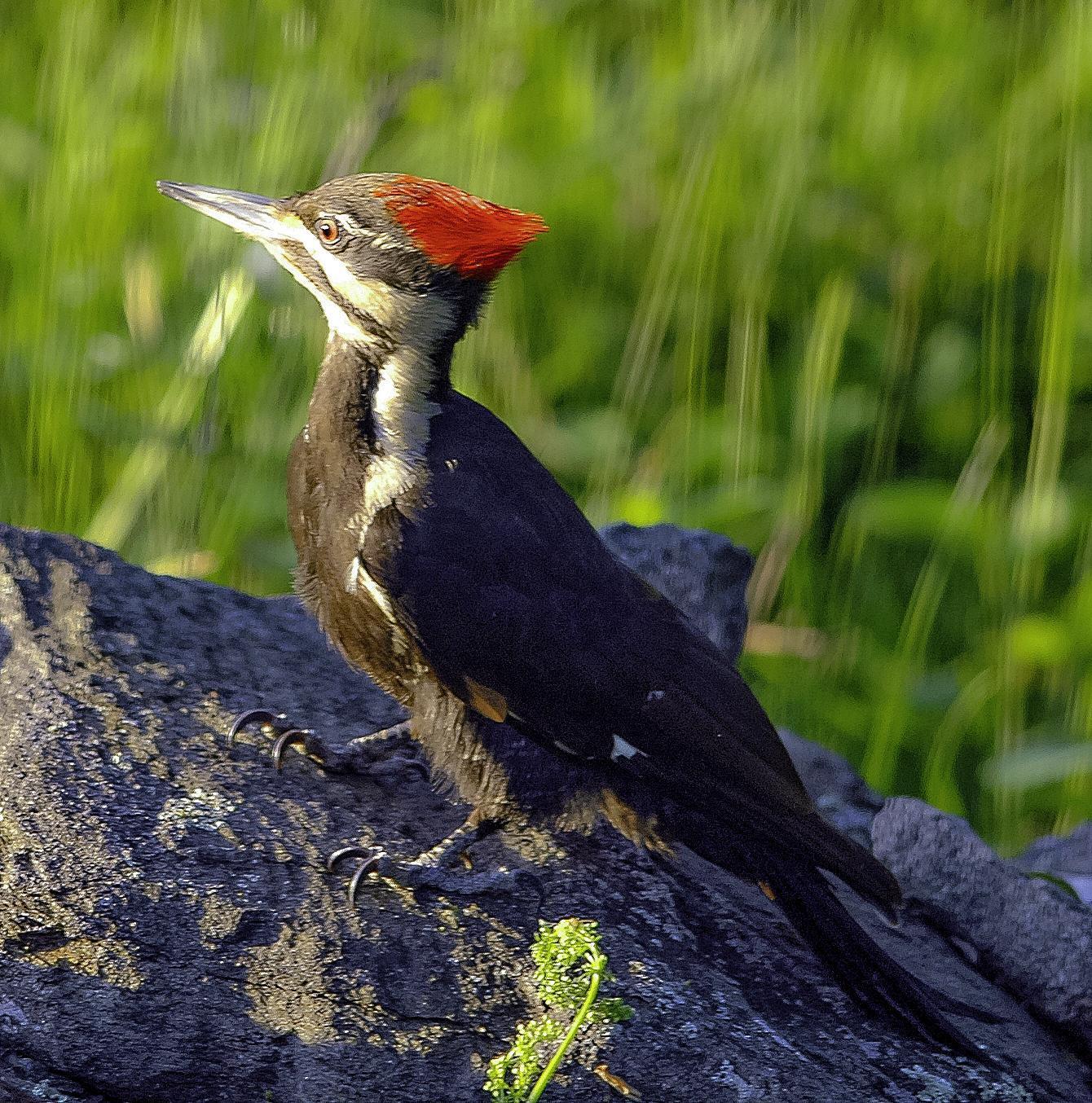 Pileated Woodpecker Photo by Mason Rose