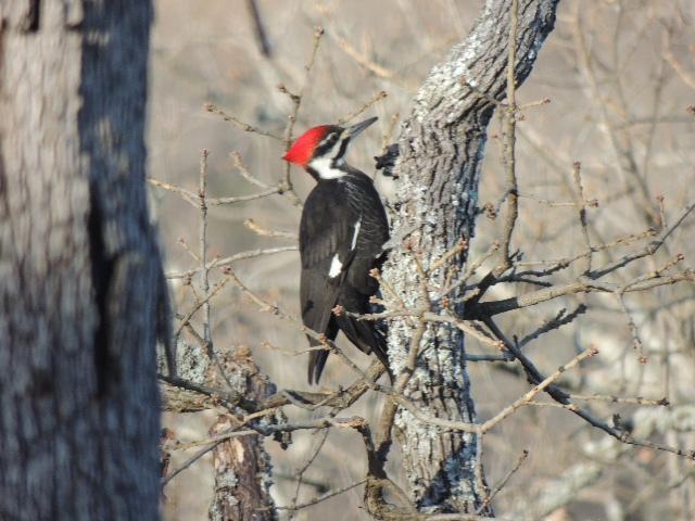 Pileated Woodpecker Photo by Tony Heindel